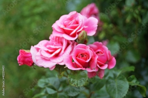 Flowers and rose buds with delicate pink, white and yellow on a branch with green leaves on a bush on a sunny day © Vira