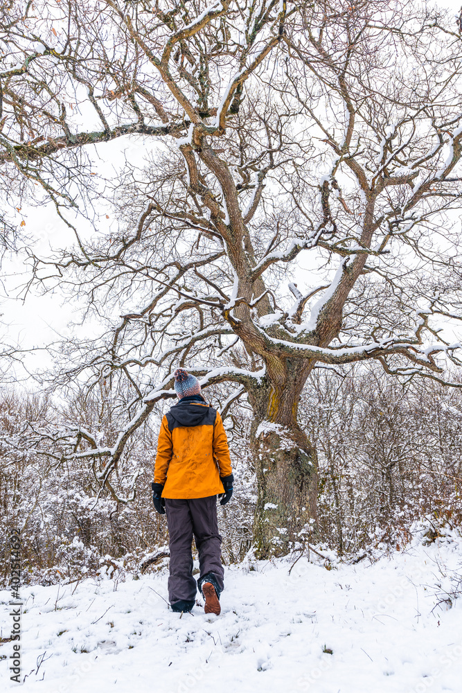 A young woman in a yellow jacket under a beautiful giant tree frozen by the winter cold. Snow in the town of Opakua near Vitoria in Araba, Basque Country. Spain A young woman in a yellow jacket under a beautiful giant tree frozen by the winter cold. Snow in the town of Opakua near Vitoria in Araba, Basque Country. Spain