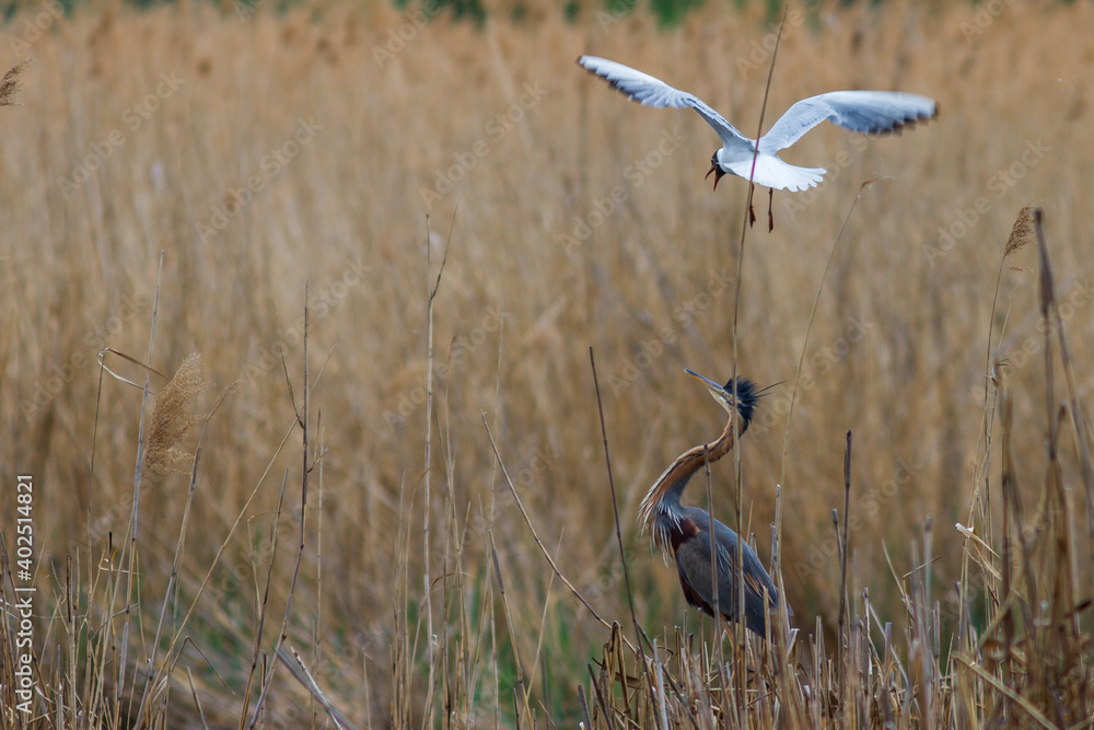 Purpurreiher (Ardea purpurea) wird von Lachmöwe attakiert Purpurreiher (Ardea purpurea) wird von Lachmöwe attakiert
