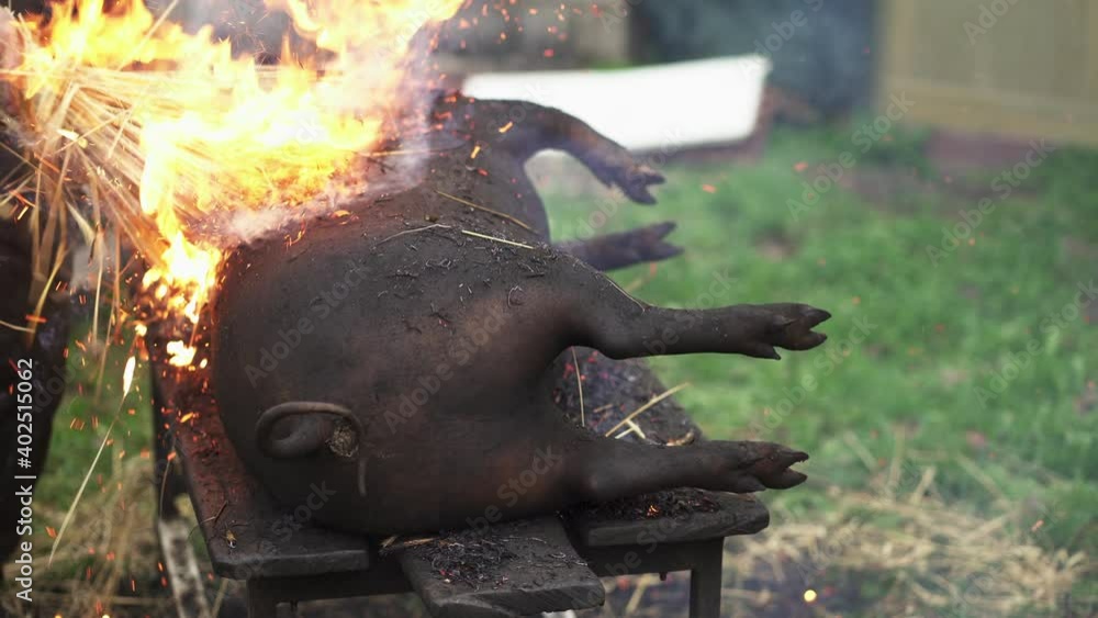 Butcher scorching the skin of a recently butchered hog with burning straw thatch - Medium shot Butcher scorching the skin of a recently butchered hog with burning straw thatch - Medium shot