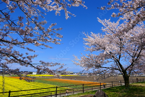 桜の名所、舟川べり桜並木。朝日、富山、日本。4月中旬。