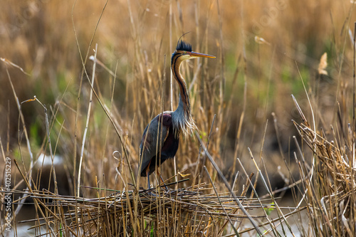 Obraz na plátně Purpurreiher (Ardea purpurea)