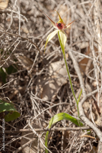 A plant of the Leaping Spider Orchid (Caladenia macrostylis) in natural habitat close to Nannup in Western Australia