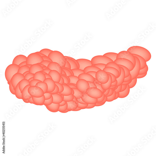 Sublingual salivary gland. Vector illustration on isolated background