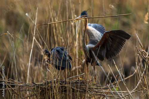 Purpurreiher (Ardea purpurea) mit Nistmaterial photo