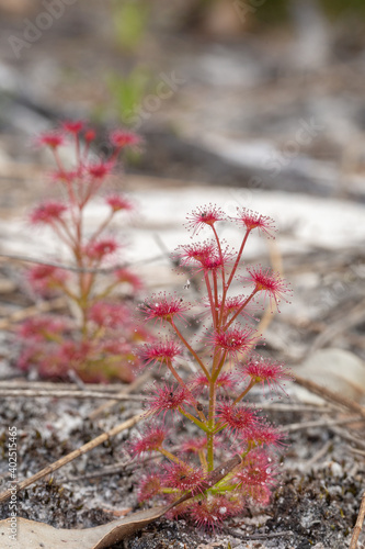 some plants of Drosera purpurascens, a nice red sundew, seen in natural habitat near Darradup in Western Australia