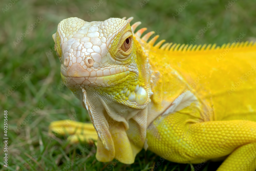 Fototapeta premium Yellow albino iguana on the grass
