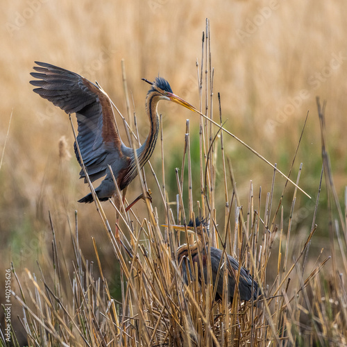 Purpurreiher (Ardea purpurea) mit Nistmaterial photo