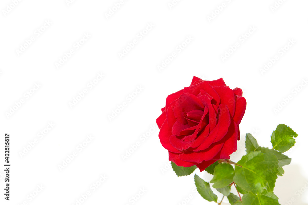 Fototapeta premium 薔薇
