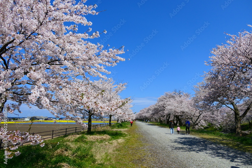 日本の春。舟川べり桜並木。朝日、富山、日本。４月中旬。