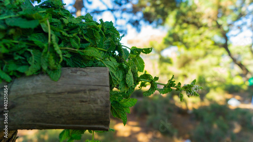 pictures of the wonderful nature in the forest 