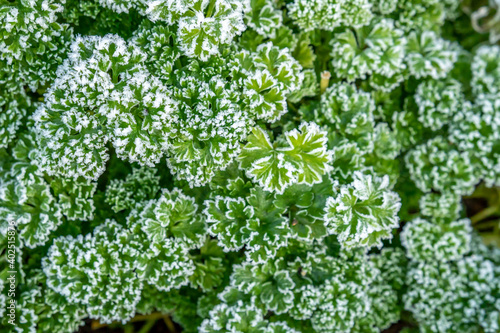 Top view of frozen parsley growing in the winter
