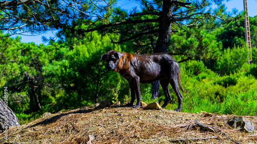 pictures of the wonderful nature in the forest 