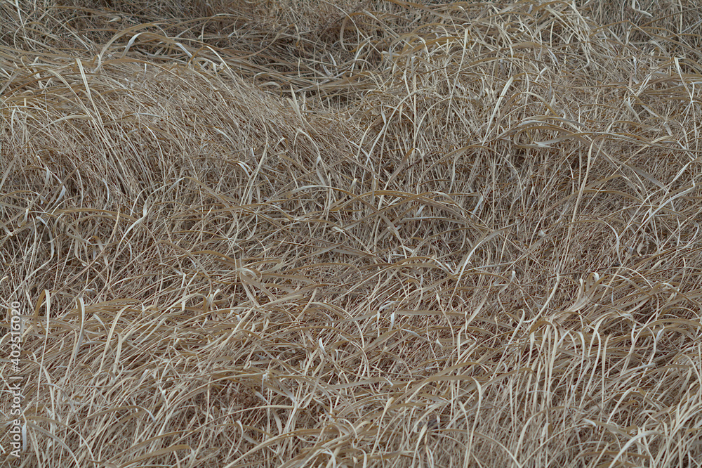 withered grass in the field withered grass in the field