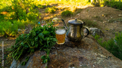 pictures of the wonderful nature in the forest 