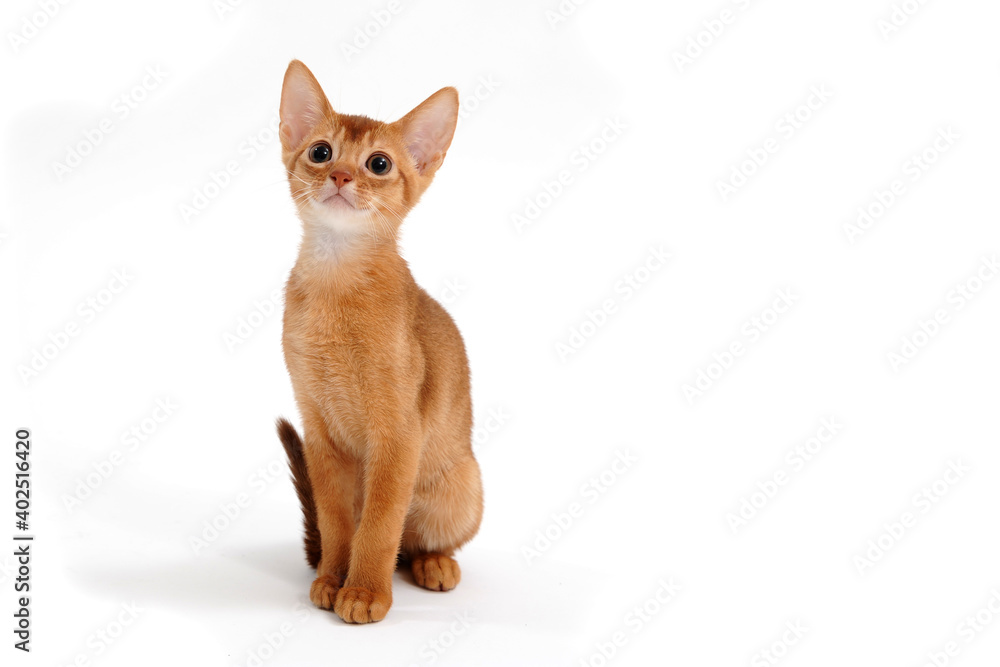 ginger purebred kitten on a white background ginger purebred kitten on a white background