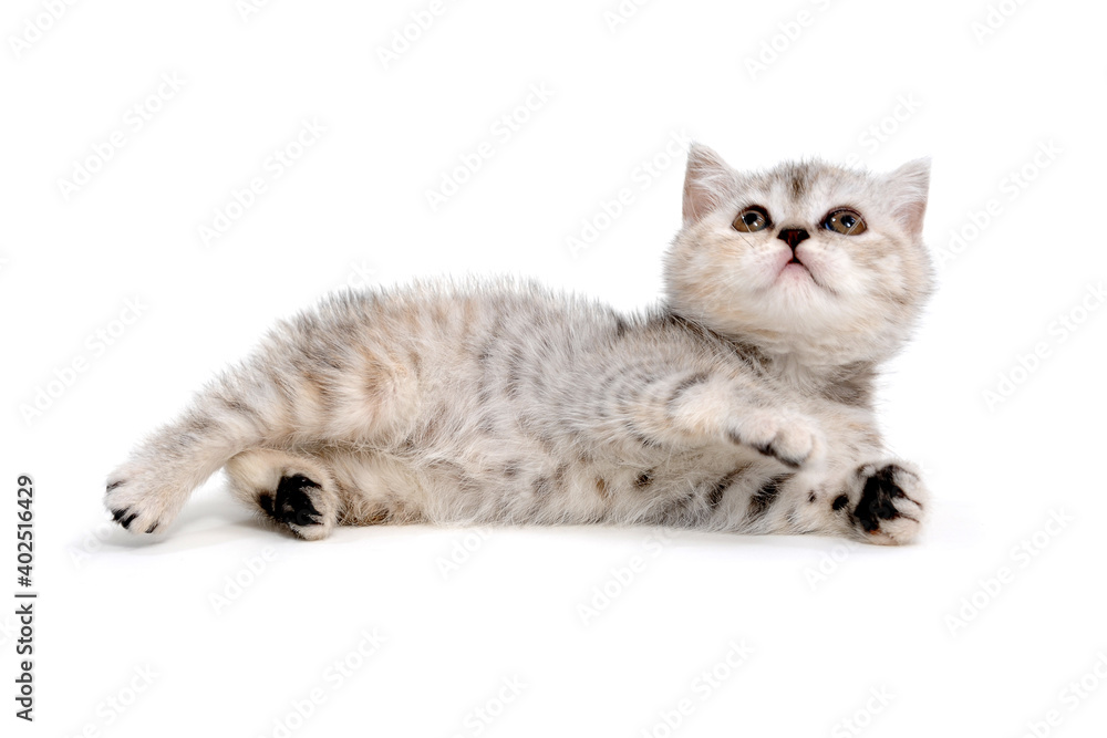 Obraz premium Fluffy gray kitten on a white background