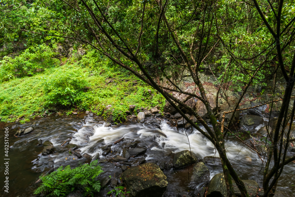 stream in the rain forest