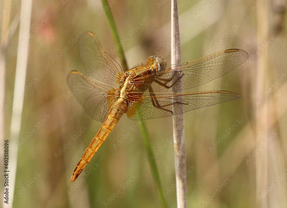 Feuerlibelle - Scarlet Darter Feuerlibelle - Scarlet Darter