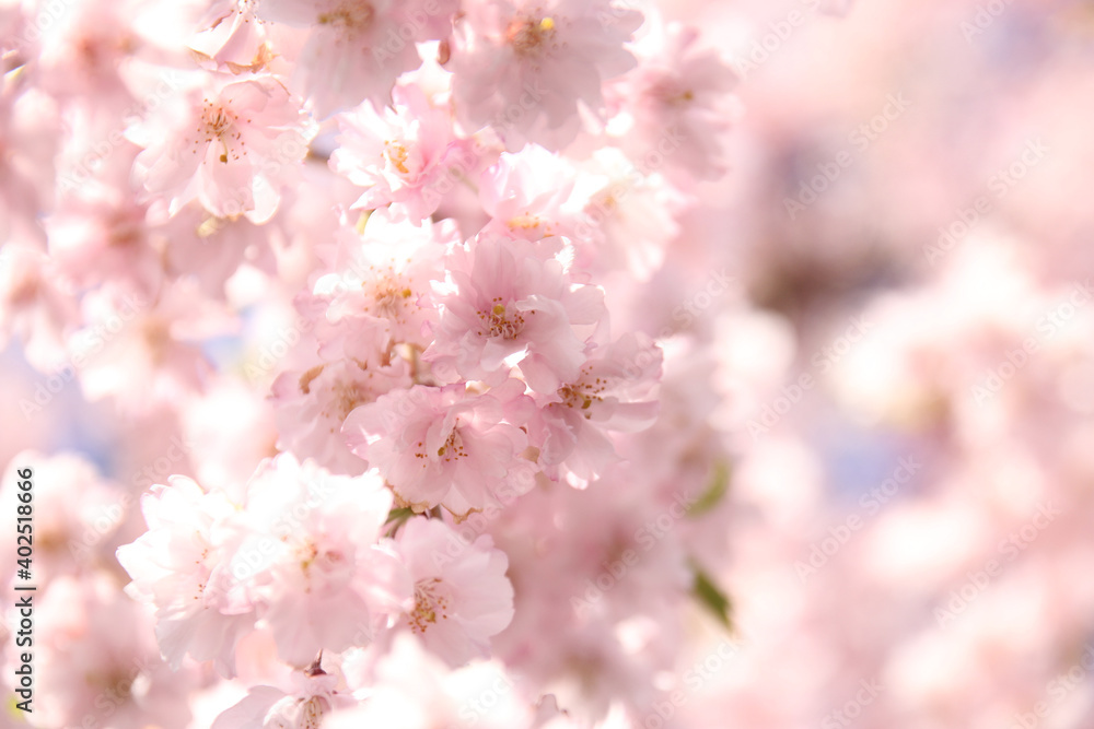 しだれ桜 しだれ桜