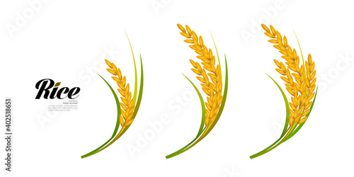 Fotografie, Obraz Premium Rice great quality design concept  vector.