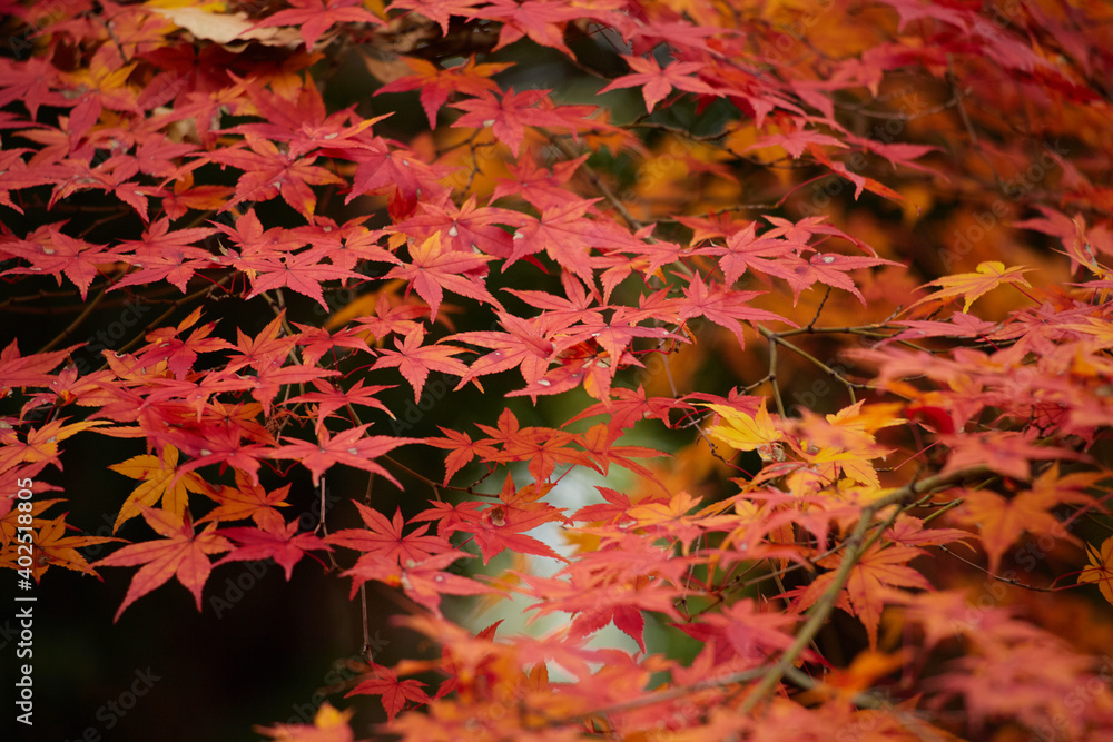 冬の公園の綺麗な紅葉の風景