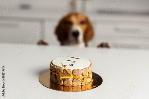 The beagle dog is waiting for his birthday treat. Beautiful cake in focus close up.