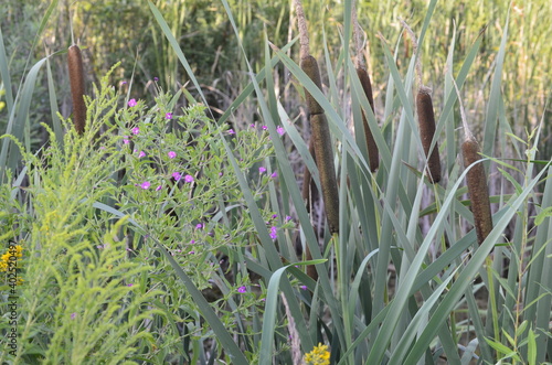 Bulrush and cattail on a swampy lake. The concept is ecosystem protection. photo