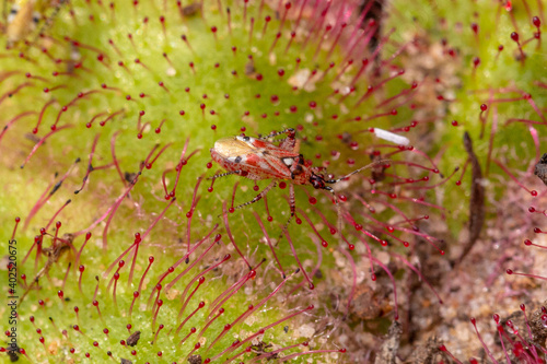 Sundew Bug (Setocoris sp.) on Drosera collina close to Waroona in Western Australia photo