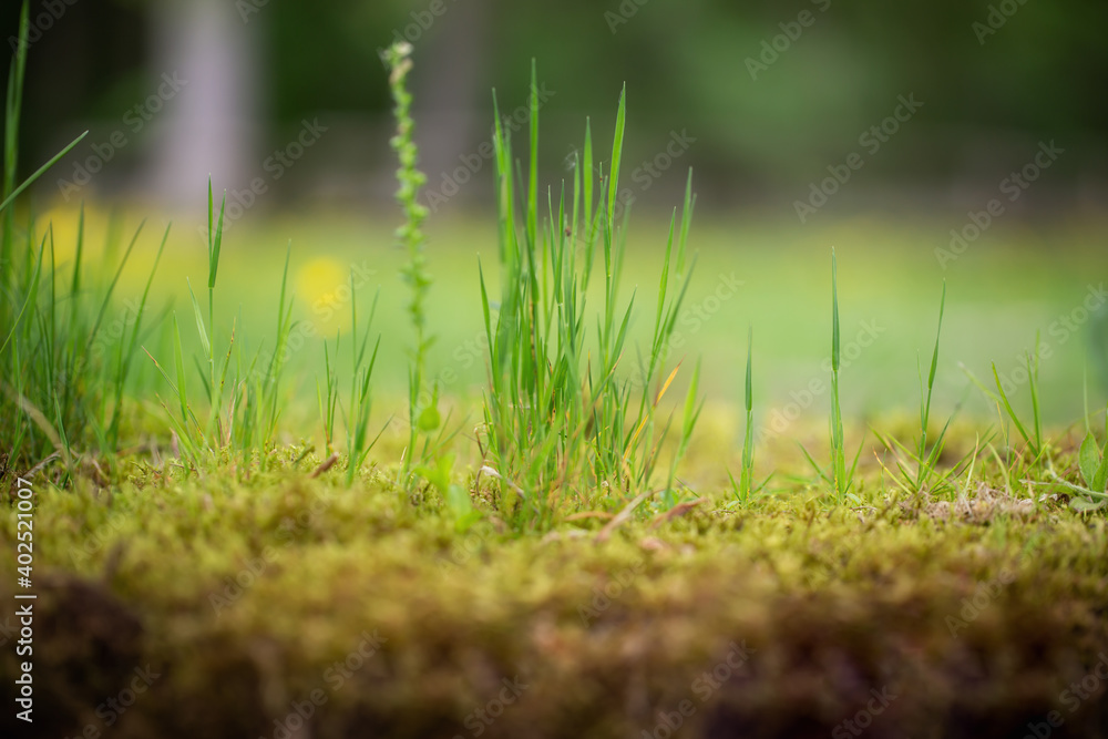 Close up of blades of grass, deep perspective, soft background