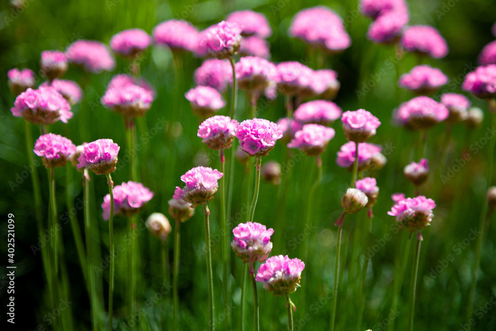 Purple flowers in the garden. Onion, or chives, is a perennial herbaceous plant Latin name: Allium schoenoprasum. Purple flowers in the garden. Onion, or chives, is a perennial herbaceous plant Latin name: Allium schoenoprasum.
