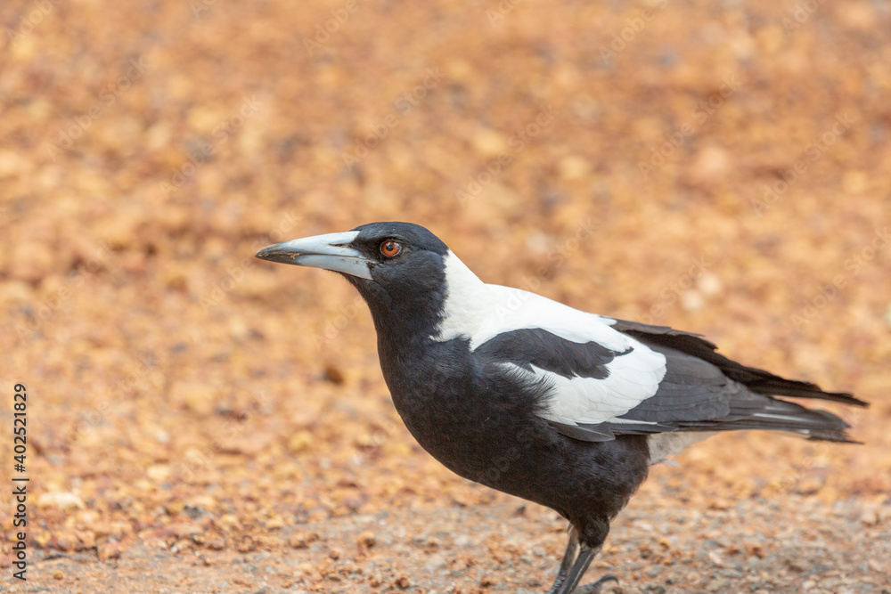 The nice black and white Australia magpie seen on Lake Navarino close to Harvey in Western Australia The nice black and white Australia magpie seen on Lake Navarino close to Harvey in Western Australia