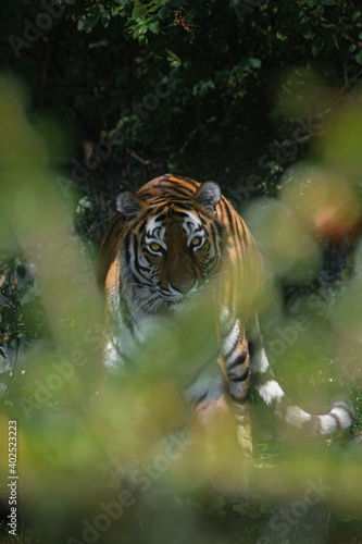 Siberian tiger in his nature habitat - Big and beautiful wild cat in the rainforest (Dangerous and endangered animal)