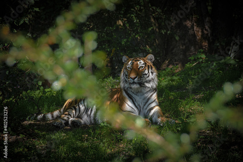 Fototapeta Naklejka Na Ścianę i Meble -  Siberian tiger in his nature habitat - Big and beautiful wild cat in the rainforest (Dangerous and endangered animal)
