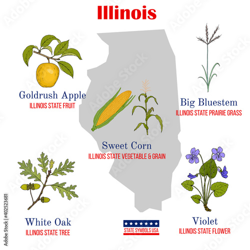 Illinois. Set of USA official state symbols photo