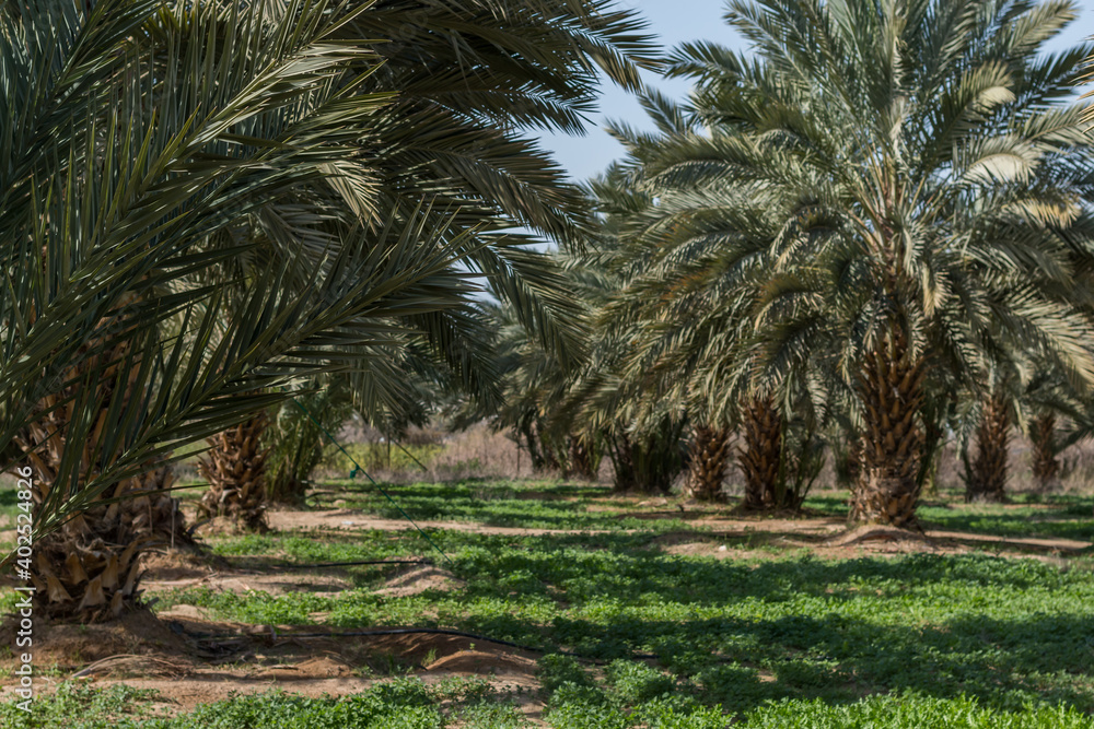Obraz premium Dates tree farm in Jordan Valley, during springtime