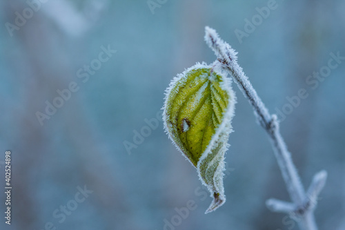 Blatt mit Frost