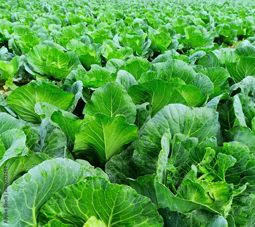 cabbage farming on large scale in rural area cabbage farming on large scale in rural area