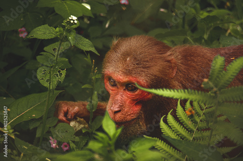 Sticker Red face rhesus macaque monkey foraging among the thick jungle foliage of Borneo
