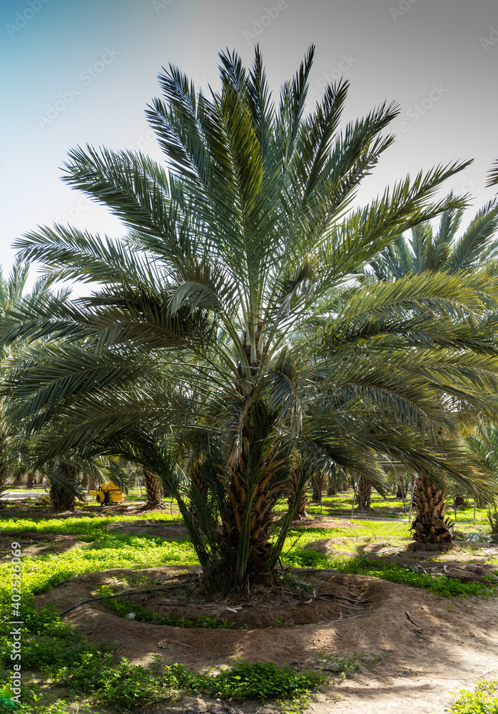 Obraz premium Dates tree farm in Jordan Valley, during springtime