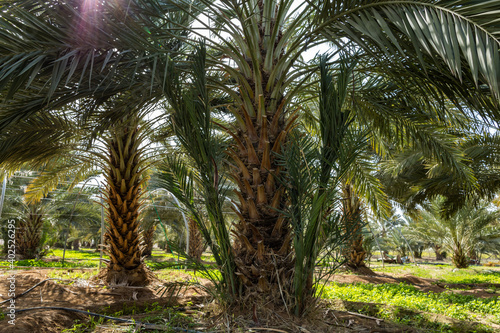 Dates tree farm in Jordan Valley  during springtime