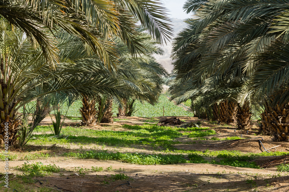 Obraz premium Dates tree farm in Jordan Valley, during springtime