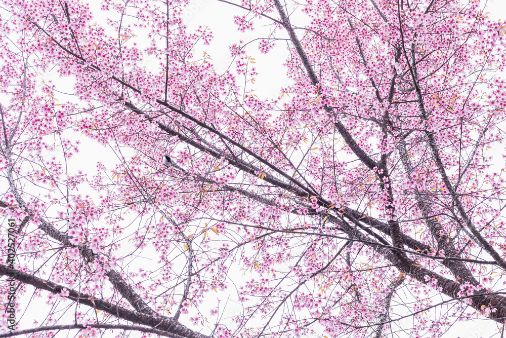 Flowering cherry trees, pink sakura flower tree Flowering cherry trees, pink sakura flower tree