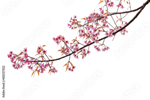 Cherry blossom flower in blooming with branch isolated on white background for spring season © AungMyo