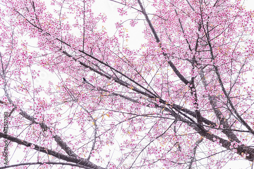 Flowering cherry trees, pink sakura flower tree