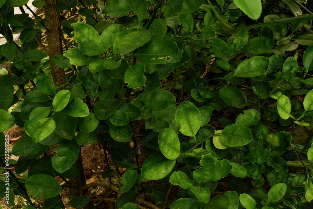 green leaves background green leaves background