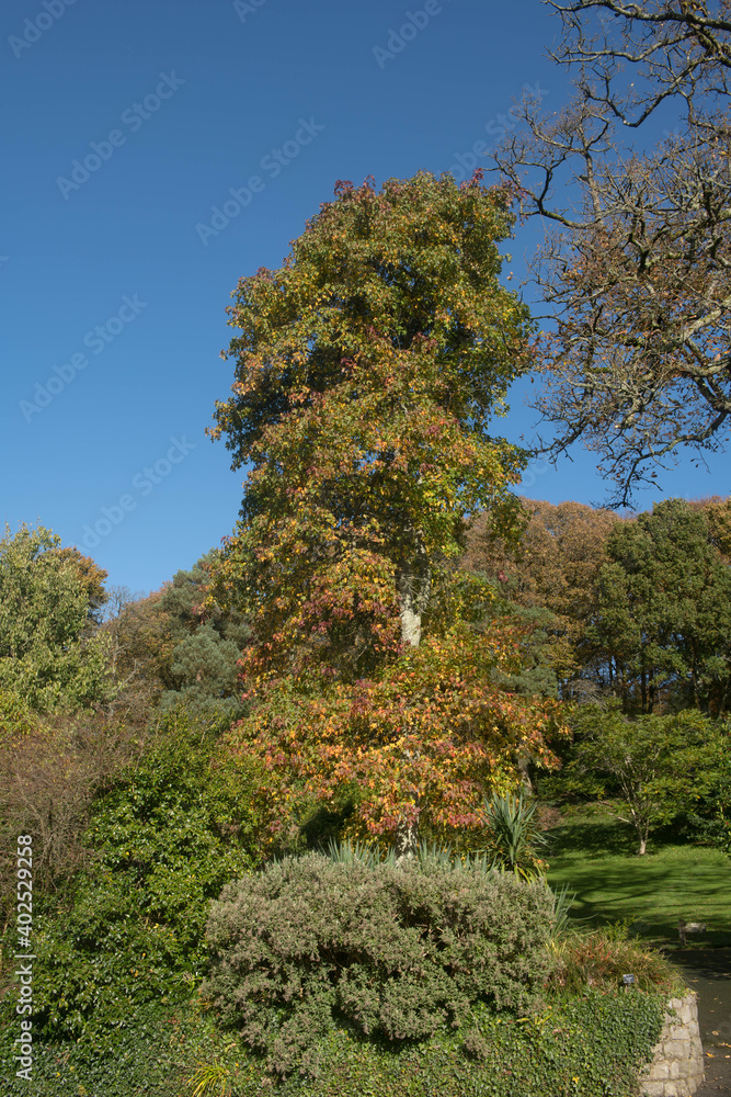 Autumn Leaves on an American Sweetgum Tree (Liquidambar styraciflua) with a Bright Blue Sky Background Growing in Garden in Rural Devon, England, UK