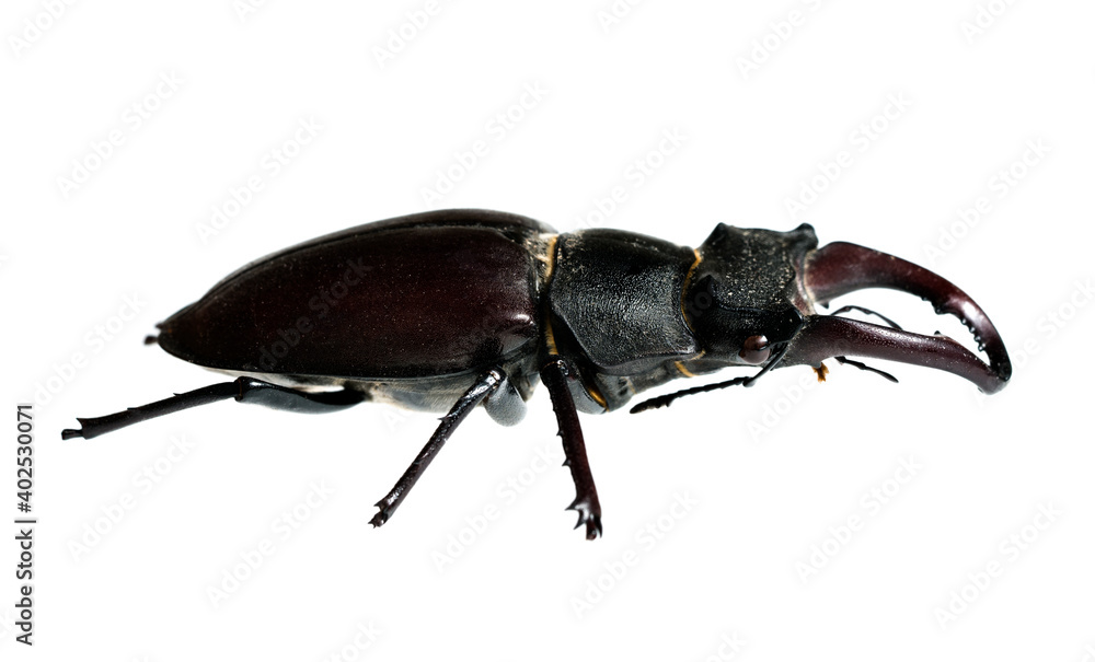 Deer beetle on white background Isolated Deer beetle on white background Isolated