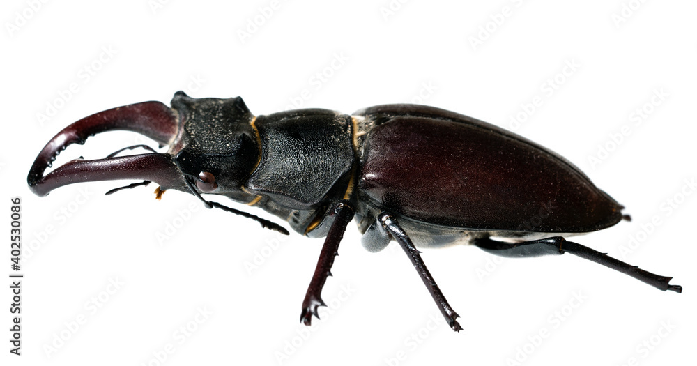Deer beetle on white background Isolated Deer beetle on white background Isolated
