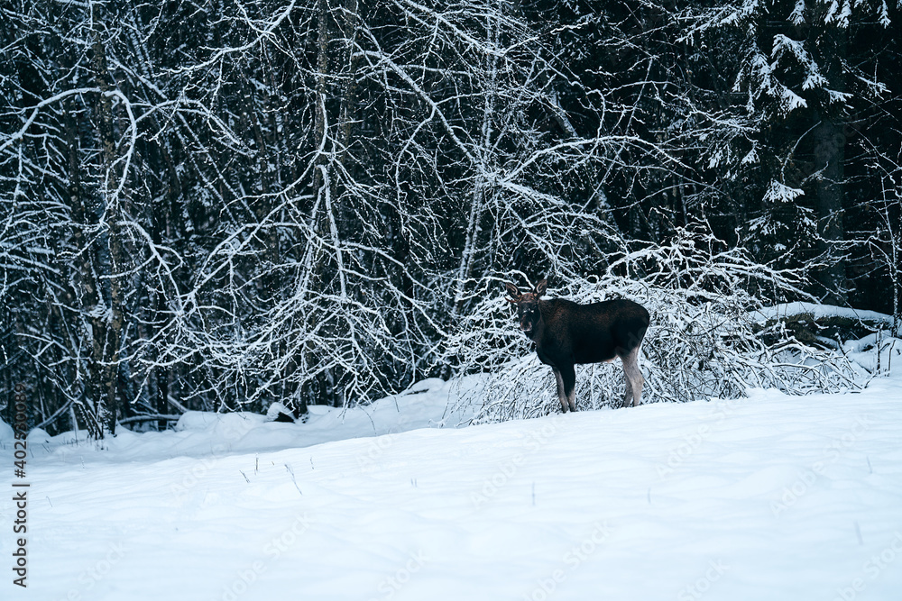A large bull moose is standing at the begging of a wild forest on a field. He is the king of the winter forest with his long legs and strong neck and horn. A large bull moose is standing at the begging of a wild forest on a field. He is the king of the winter forest with his long legs and strong neck and horn.